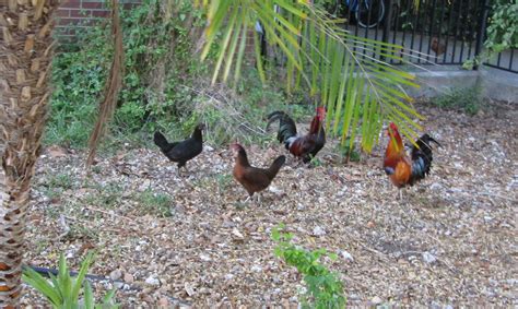 Counting Chickens in Key West - Counting My ChickensCounting My Chickens