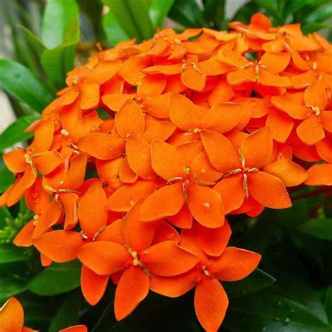 Buy Ixora Long, Singapuri Ixora (Orange) - Plant online from ...