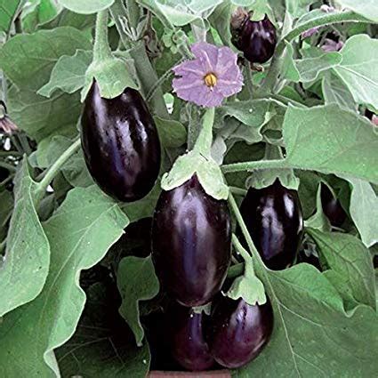 Plants Point Live Brinjal/Baingan Vegetables Plant with Pot - Healthy ...