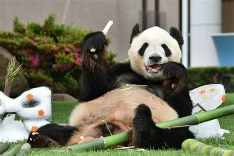 中国旅日大熊猫获日本动物大奖最高奖-大熊猫网