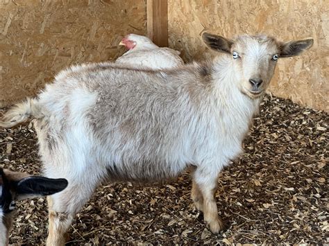 I used Letterkenny at the naming structure for my herd of Myotonic ...