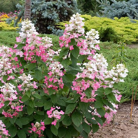 Vanilla Strawberry hydrangea 🌺 🌿 🍓 Discover the secret to vibrant blossoms!