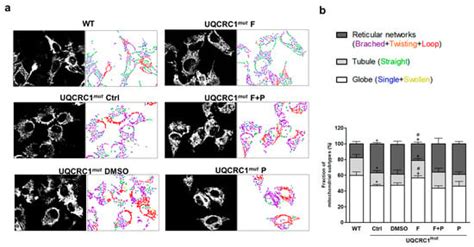 Biology | Special Issue : Mitochondria: The Diseases' Cause and Cure
