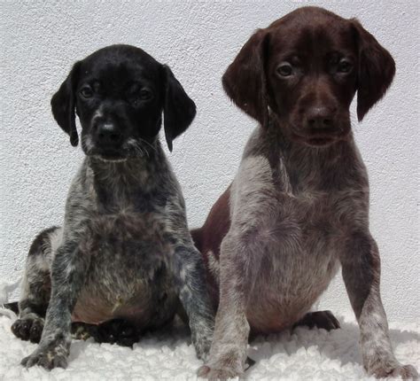 Black German Shorthaired Pointer Puppies Picture - Dog Breeders Guide