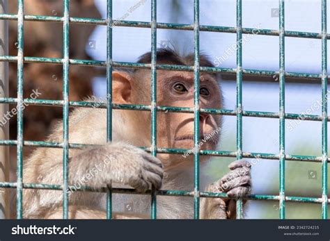Sad Monkey In Zoo