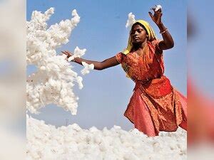 Gujarat government to not join field trials of Genetically Modified crops