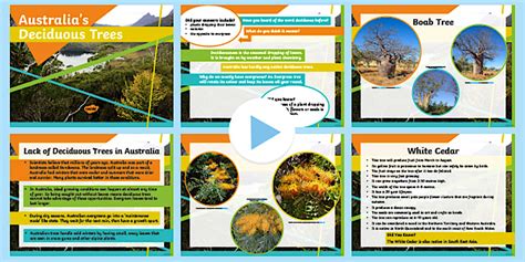 Deciduous Trees in Australia PowerPoint