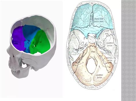 Anterior cranial-fossa | PPT