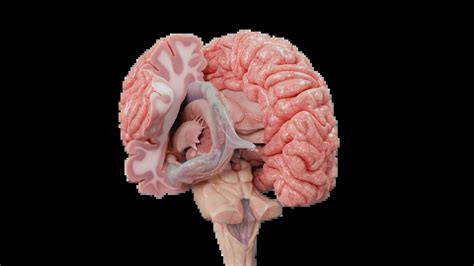 Brain Model 的图像结果