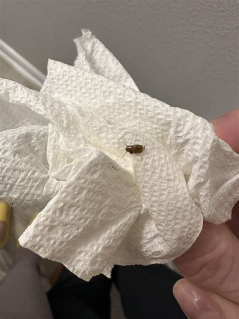 American or German cockroach nymph? : r/whatsthisbug