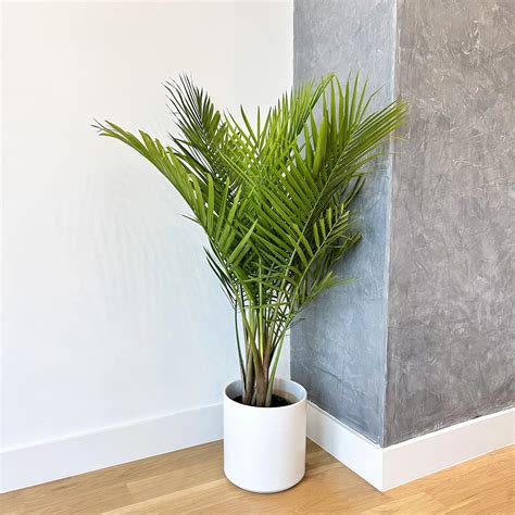 Majesty Palm Plant for Indoors – Simply Trees
