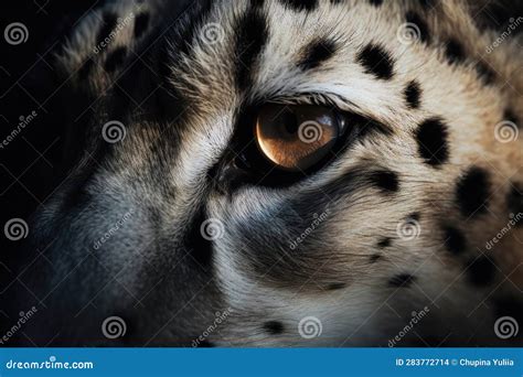 Snow Leopard Eyes Close Up