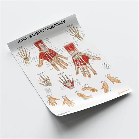 Wrist Tendons Anatomy Anatomy Diagram Book Human Muscle System