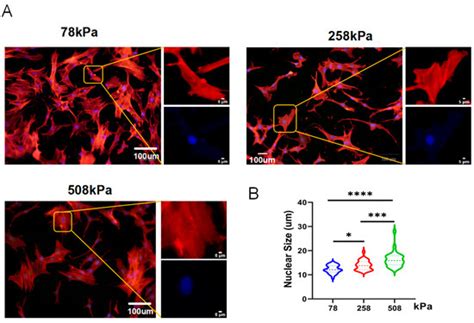 Substrate Stiffness Modulates Hypertrophic Chondrocyte Reversion and ...