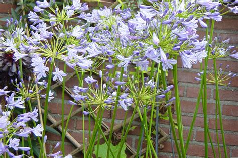 PlantFiles Pictures: Agapanthus Species, Lily of the Nile, African Lily ...