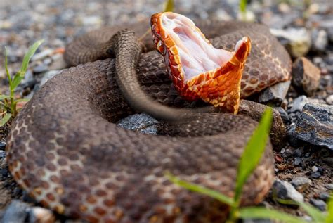 18 Fascinating Facts About Water Moccasin - Facts.net