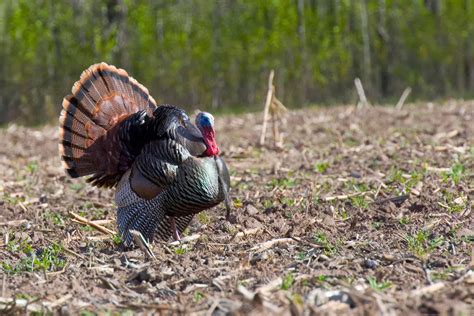 2025 Spring Turkey Hunting Season Just Days Away | Seehafer News