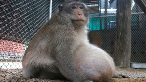 Thailand's chunky monkey on diet after gorging on junk food | Fox News