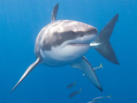 Loggerhead Turtle Predators 的图像结果