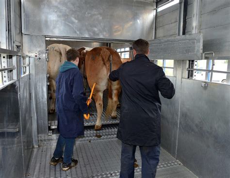 RVZ-Mitarbeiter fälschten Rinderpapiere - KPMG-Bericht enthüllt ...