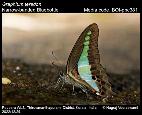Graphium teredon | Butterfly