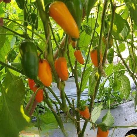 Buy Orange Jalapeno Hybrid Chilli F1 Seeds | High Yield & Flavorful