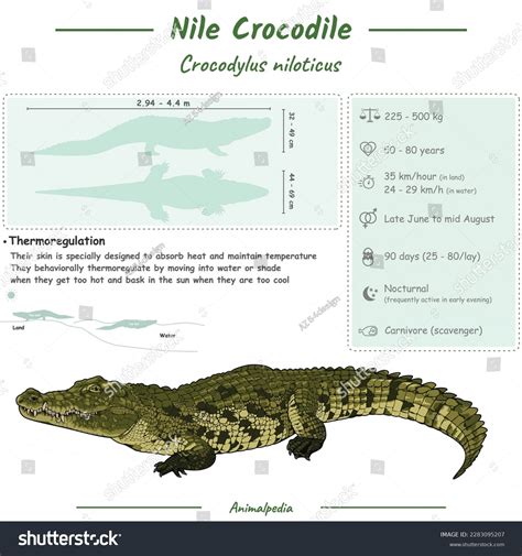 Herbivores Carnivores And Omnivores Images: Browse 484 Stock Photos & Vectors Free Download with ...