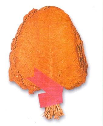 Chewing West Bengal | Tobacco Board