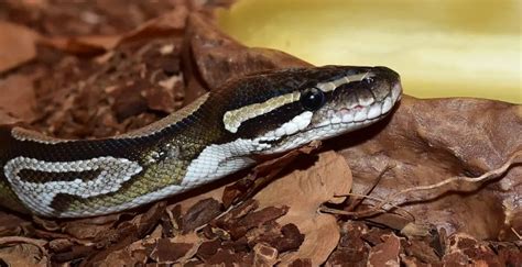 Image result for Ball Python Substrate