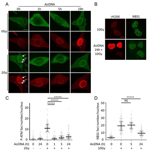 Inhibition of DNA Repair by Inappropriate Activation of ATM, PARP, and ...