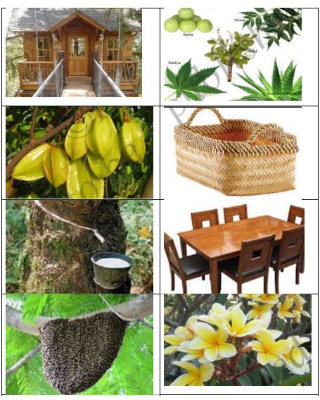 KSEEB Solutions for Class 5 EVS Chapter 5 Natural resources in English ...