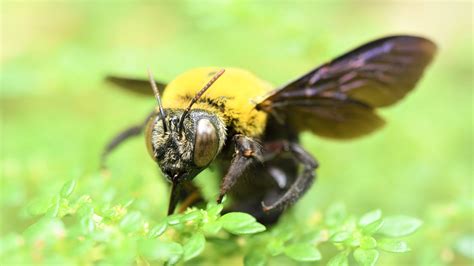 Carpenter Bee Sting