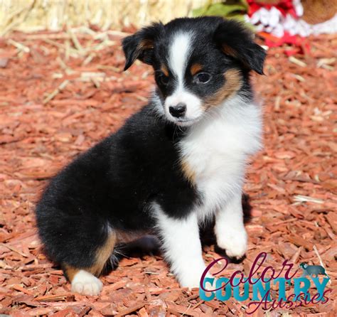 Bliss Black Tri Female | Color Country Aussies