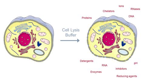 https://www.molecular-machines.com/wp-content/uploads/Cell-lysis-1200x675.png