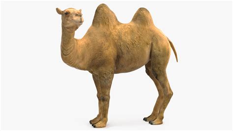3D Bactrian Camel Standing Pose model | 3D Molier International