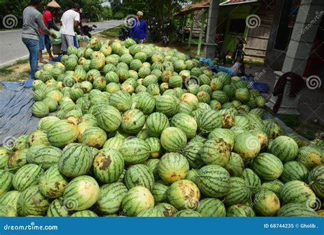 When Is Watermelon Season