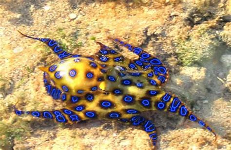 Image result for Blue-Ringed Octopus Map