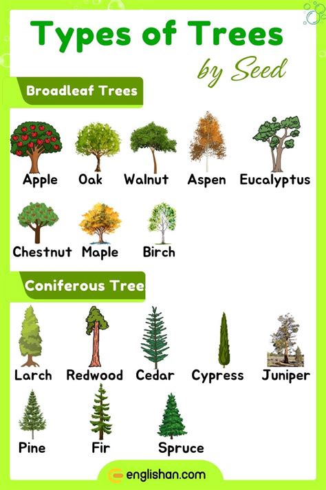 Types of Trees: Names and Facts You Should Know