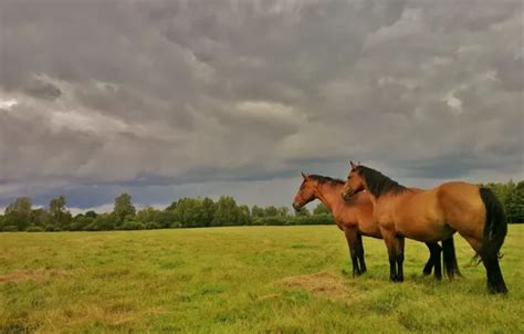 Download wallpaper greens, field, summer, the sky, grass, clouds, trees ...
