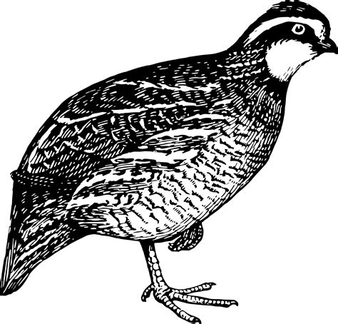 Clipart - Quail 2