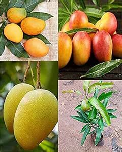 Imported Rare Mulgoba Malgova Mango Fruit Tree Live Plant (Grafted ...