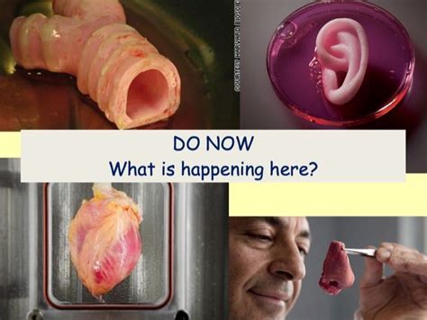 Stem Cells Free Science Lessons 的图像结果