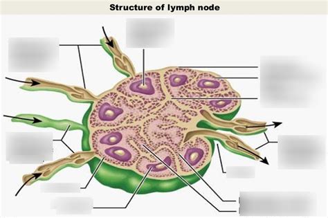 Image result for Lymphatic System Tutorial