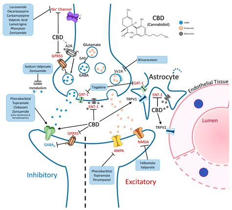 A Review of Sturge–Weber Syndrome Brain Involvement, Cannabidiol ...