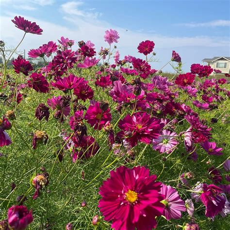 WESTERN SUN LAVENDER FARM - All You Need to Know BEFORE You Go 2026 ...