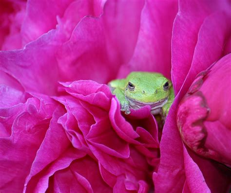 Image result for Pink Tree Frog