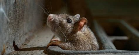 如何判断家里是一只还是一窝老鼠？_繁殖