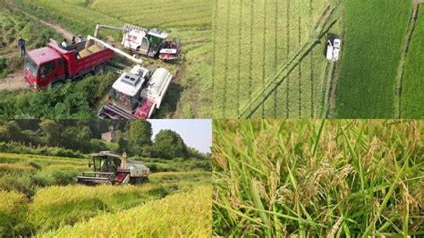 收割 的图像结果