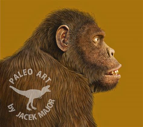 Australopithecus Africanus Body 的图像结果