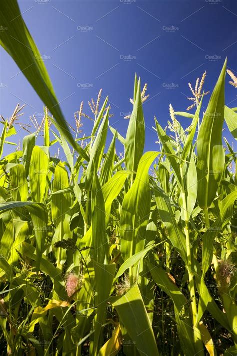 Indigenous Corn Development Agricultural Revolution